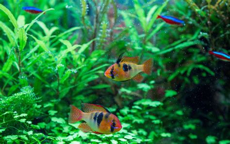 15 Ram Cichlid Tank Mates (With Pictures) - AquariumNexus