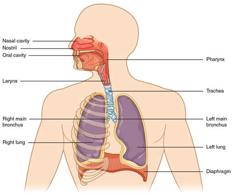 Human Respiratory System Diagram Alveoli