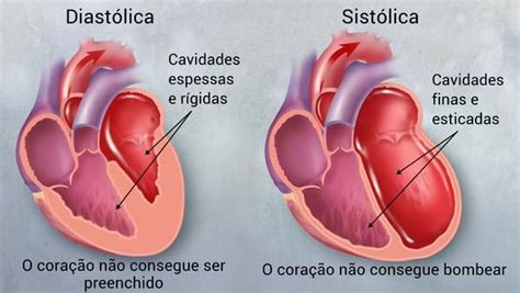 Pin on anatomia