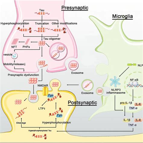 A model for tauopathy (Modified by [6]). | Download Scientific Diagram