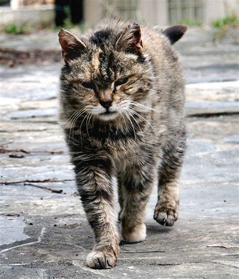 Hooray! Moreland CC’s feral cat “trap-neuter-release” proposal scrapped ...