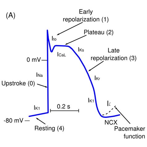 File:Projects repolarization 1.svg - ECGpedia