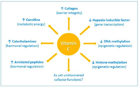 The enzyme cofactor activities of vitamin C. Vitamin C is a cofactor of ...