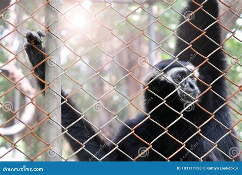 Pileated gibbon in the zoo stock photo. Image of black - 103111128