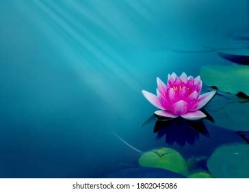 PowerPoint Template: lotus flower beautiful-water-lily- (iphjhlmhpn)