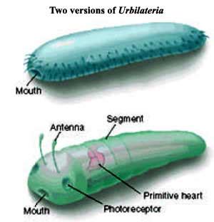 Palaeos Metazoa: Bilateria-1