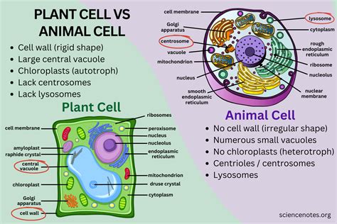 Difference Between Plant and Animal Cells