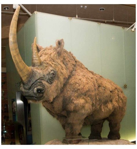 #woolly #rhinoceros #woollyrhinoceros Woolly Rhinoceros | Extinct ...