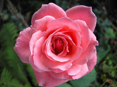 Picture Roses Pink color Flowers Closeup