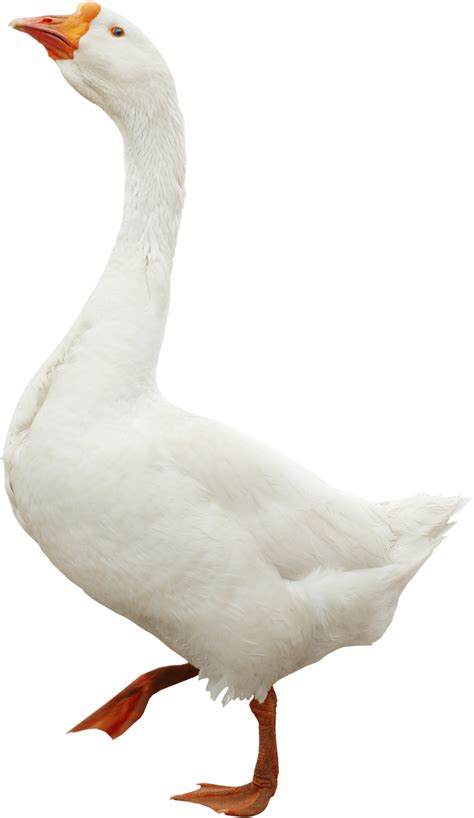 Goose clipart charlotte's web, Picture #1240524 goose clipart charlotte ...