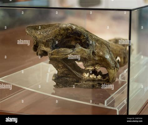 Panthera atrox fossil, North American Lion skull at the Crater museum ...