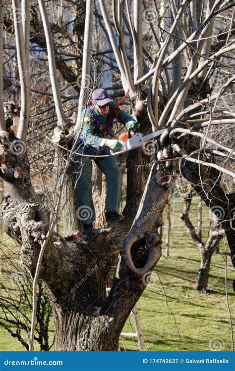 Gardener on the Tree with Chainsaw Pruning Stock Image - Image of ...