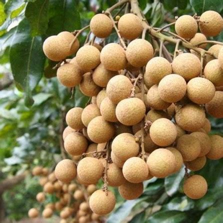 Longan Seeds, Fruit Seeds, 5pcs/pack – GreenSeedGarden