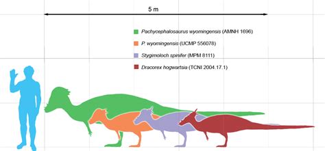 File:Pachycephalosaurus scale.png - Wikimedia Commons