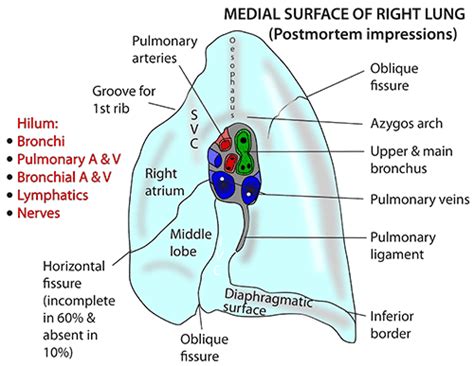 Instant Anatomy - Thorax - Areas/Organs - Respiratory system - Lungs Hila