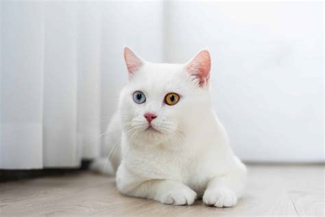 10 Fun Facts About White Cats You Might Not Know