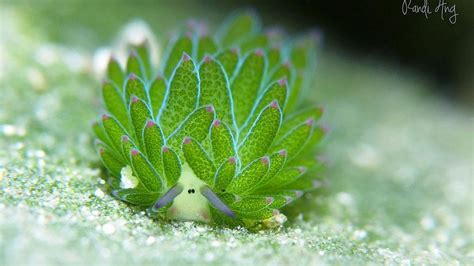 6 unknown facts about the photosynthesis performing Leaf Sheep: the ...