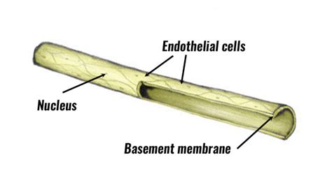 Capillaries - Structure & Function Explained with Diagrams