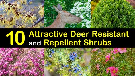 10 Attractive Deer Resistant and Repellent Shrubs