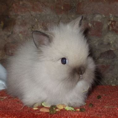 Lionhead Rabbit | The Life of Animals