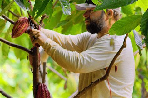 Maui Chocolate Tours: Tastings & Maui Cacao Farm Tour