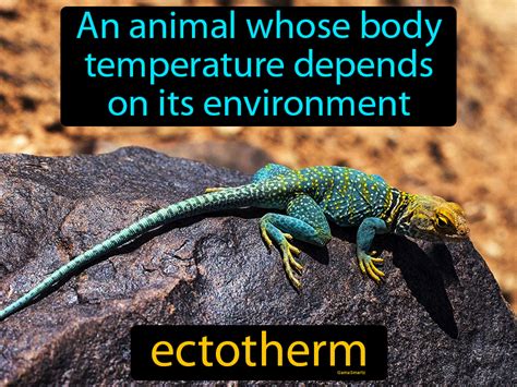 Ectotherm Definition & Image | GameSmartz