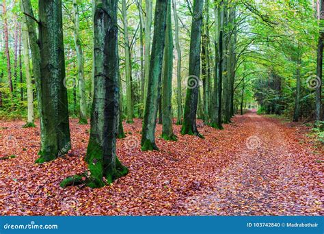 Beech Forest with Forest Path in Autumn Stock Photo - Image of season ...