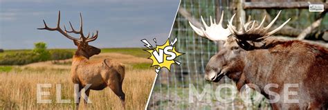 Elk Vs Moose- How To Tell, Differences, A Quick Guide