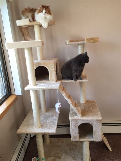 Cat Trees for Large Cats - Thriving Cat