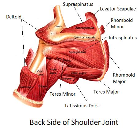 Shoulder Joint Muscles