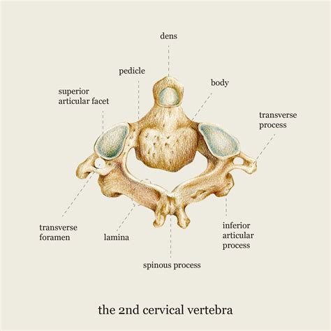 Cervical Vertebrae Labeled