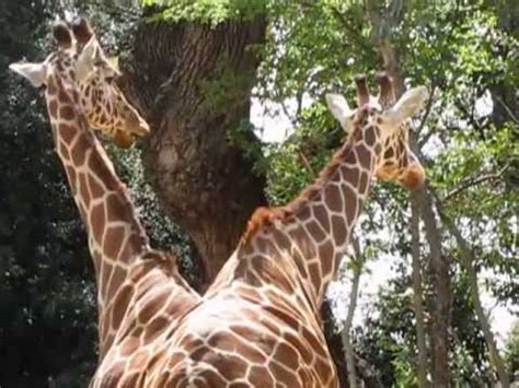 Two Headed Giraffe - YouTube