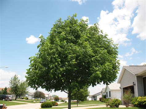 Mountain Ash Tree, Pictures, Images & Facts on Mountain Ash Trees