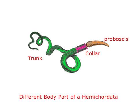 Hemichordata: Characteristics, Classification, and Examples