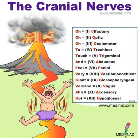 Anatomy Mnemonics & Tips - Best way to remember Anatomy