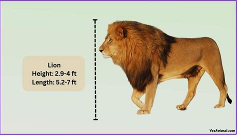 Lion Size: How Big Are They Compared To Others?