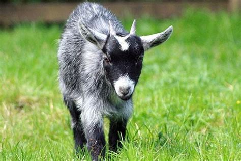 Pygmy Goat (American Pygmy) Info, Size, Lifespan, Temperament, and Pictures