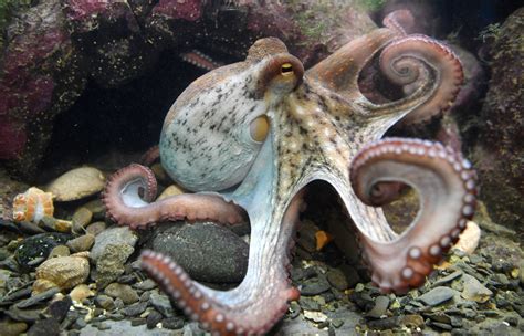 For Cephalopod Week, Dive Into the World of Octopuses, Squids and More ...