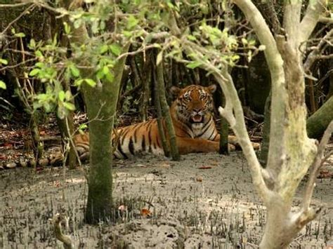 Bangladesh wildlife holiday | Responsible Travel