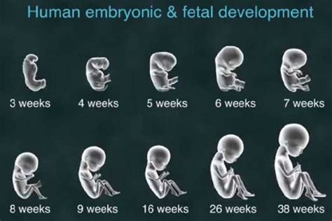 How does pregnancy begin?: 3 Weeks Pregnant