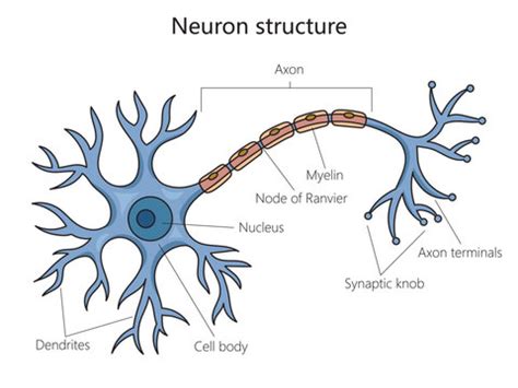 Neuron Structure