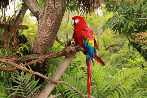 Tropical Rainforest Parrot | Jaime Olmo | Flickr