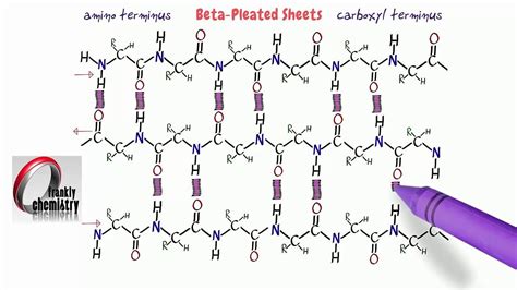 Secondary Structure Beta Pleated Sheet