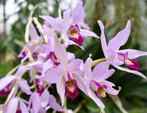 10 Easy-to-Grow Orchid Types for Your Indoor Garden - Orchid Resource ...