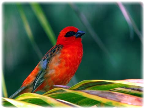 BIRDS FROM MAURITIUS photo & image | animals, wildlife, birds images at ...