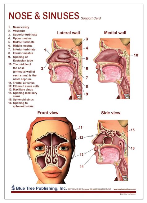 Nose Anatomy