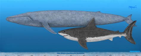 Blue Whale and Megalodon size comparison by SameerPrehistorica on ...