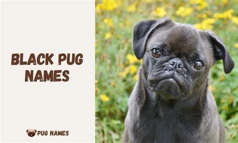 250 Black Pug Names - PugNames.net