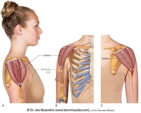 Deltoid - Learn Muscles