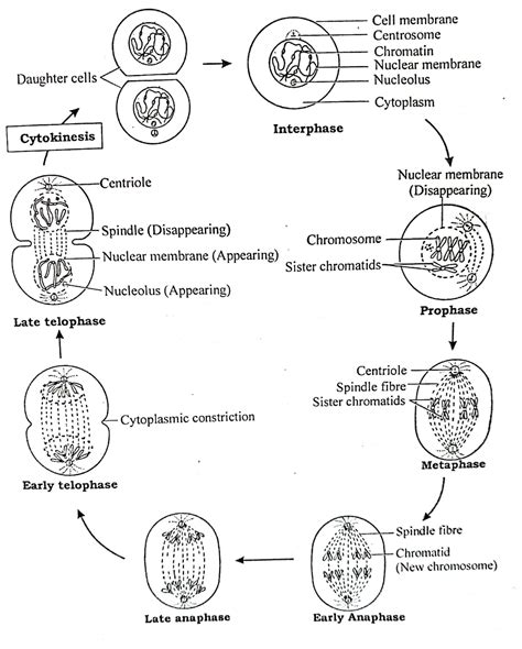 Mitotic cell division (Mitosis), its stages and Significance - Online ...